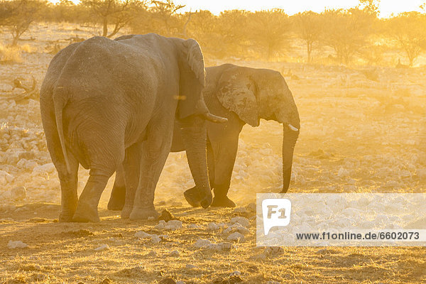 Afrikanischer Elefant (Loxodonta africana) im Sonnenuntergang  Etosha-Nationalpark  Namibia  Afrika