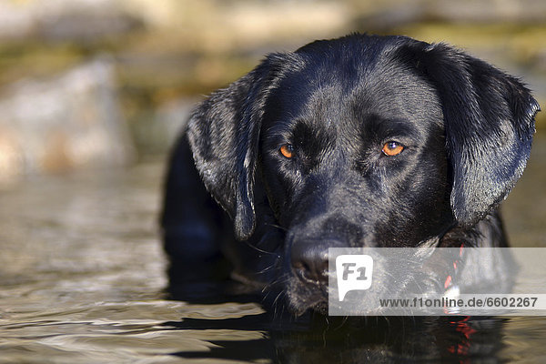 Junger schwarzer Labrador im Wasser