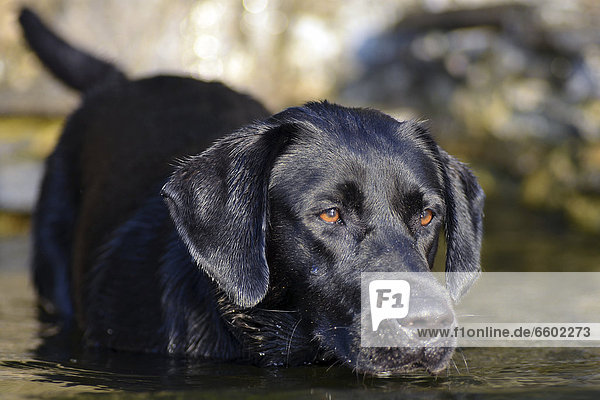 Schwarzer Labrador im Wasser