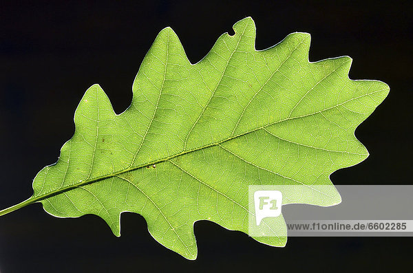 Leaf of a Cornish Oak (Quercus petraea)