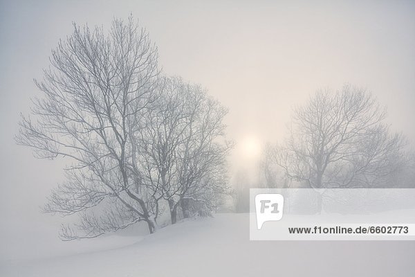 Winter landscape in fog at the Gaisberg Salzburg State Austria