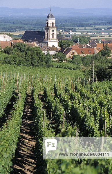 Rows Of Vines In Vineyard  Village In Background