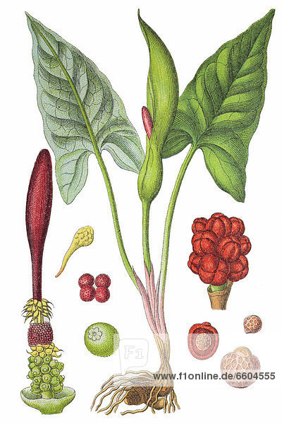 Wild arum (Arum maculatum)  a medicinal plant  historical chromolithography  1796