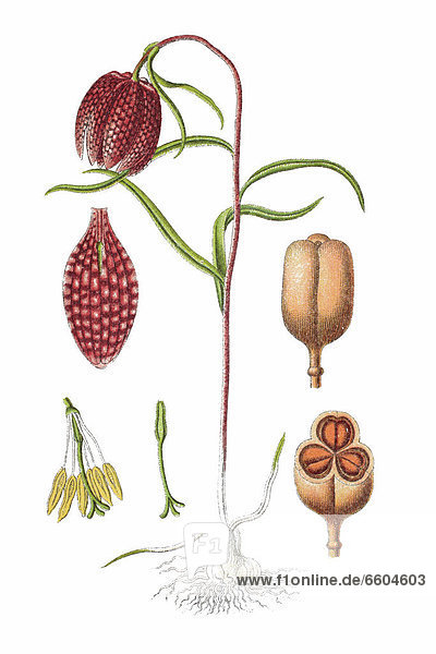 Schachblume  auch Schachbrettblume oder Kiebitzei (Fritillaria meleagris)  Heilpflanze  historische Chromolithographie  1796