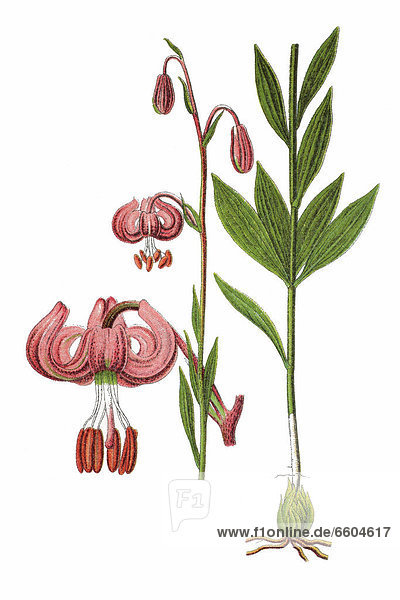 Türkenbund  Türkenbund-Lilie (Lilium martagon)  Heilpflanze  historische Chromolithographie  1796