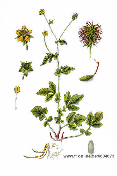 Wood avens  herb bennet (Geum urbanum)  medicinal plant  historical chromolithography  1796