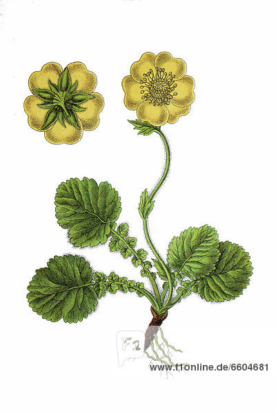 Alpine avens (Geum montanum)  medicinal plant  historical chromolithography  1796