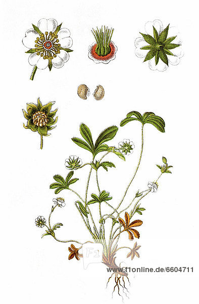White cinquefoil (Potentilla alba)  medicinal plant  historical chromolithography  around 1796