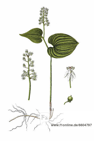 Kleines Maiglöckchen (Convallaria bifolia)  Heilpflanze  historische Chromolithographie  ca. 1796