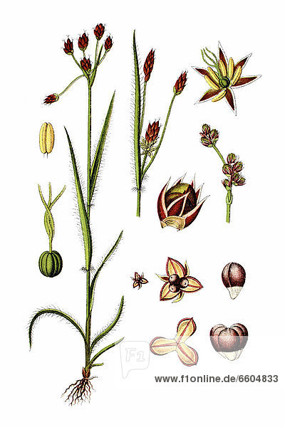 Feld-Hainsimse  auch Hasenbrot oder Gemeine Marbel (Luzula campestris)  Heilpflanze  historische Chromolithographie  ca. 1796