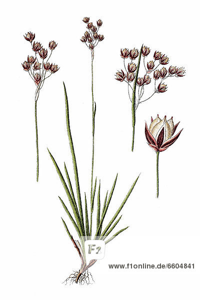 Southern wood-rush (Luzula forsteri)  medicinal plant  historical chromolithography  around 1796