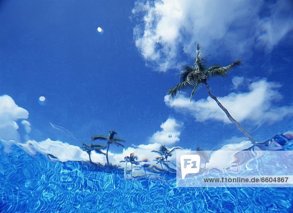 Looking Up Through Swimming Pool To Palm Trees  Bavaro Beach  Low Angle View
