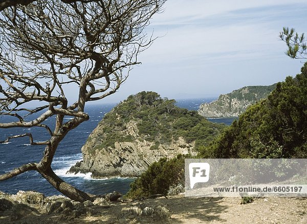 Tree On Cliff Overlooking Sea