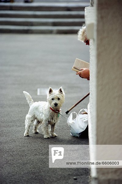 Frau  Buch  Straße  Senior  Senioren  Terrier  Taschenbuch  vorlesen