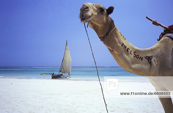 Camel On Beach With Dhow In Background