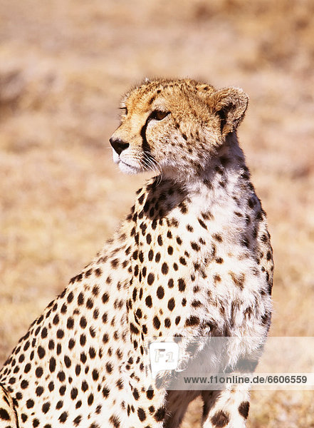 Cheetah In Maasai Mara Game Reserve