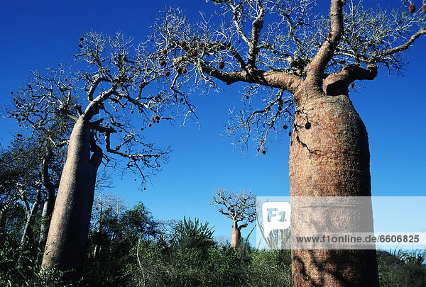 Baobab Trees  Adansonia Rubostripa