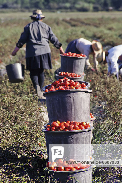 Workers Picking Tomatoes