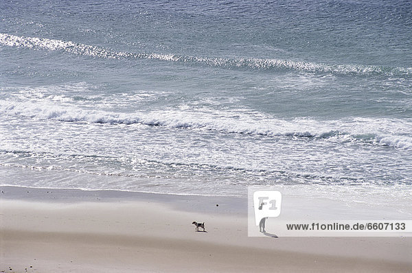 Erhöhte Ansicht  Aufsicht  Mann  gehen  Strand  Hund  vorwärts