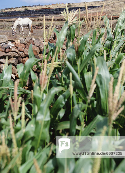 Mais Zuckermais Kukuruz Pflanze Feld Fokus auf den Vordergrund Fokus auf dem Vordergrund grasen