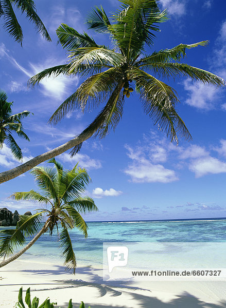 Palm Tree On Tropical Beach In Anse Sourse D'argent