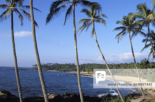 Palm Trees At Goyam Beach