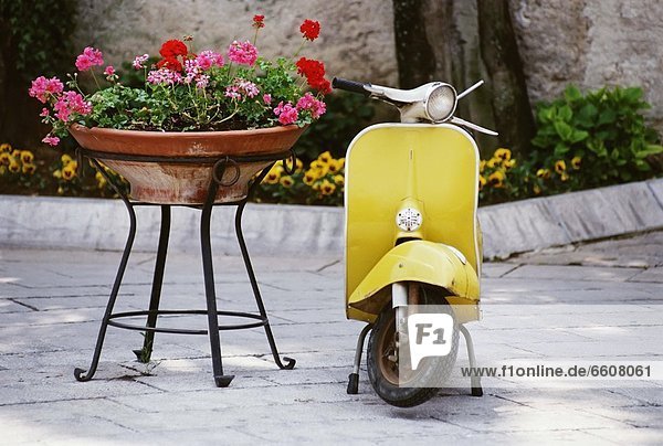 Scooter And Flowers In A Raised Pot