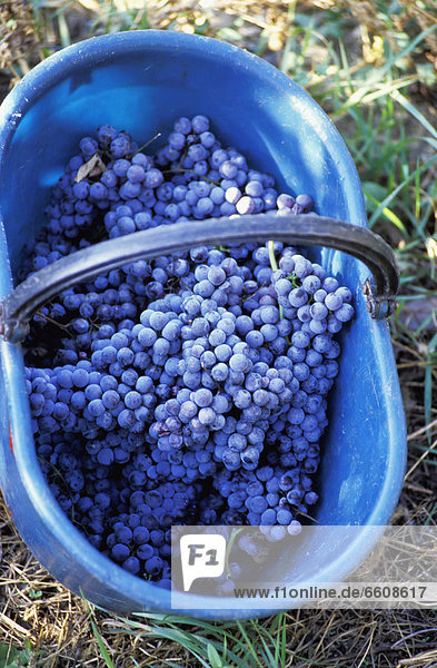 Bunches Of Purple Grapes In Blue Basket  Close Up