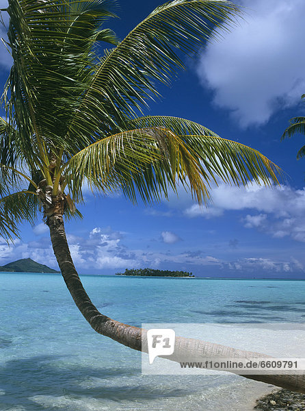Palm Tree Leaning Over Sea