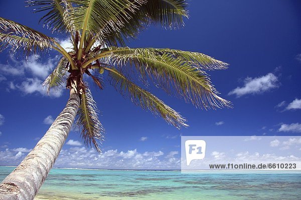 Tropisch  Tropen  subtropisch  Strand  Baum  Palme