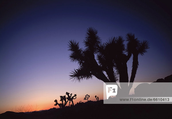 Nationalpark  Sonnenuntergang  Baum  Joshua Tree  Yucca brevifolia