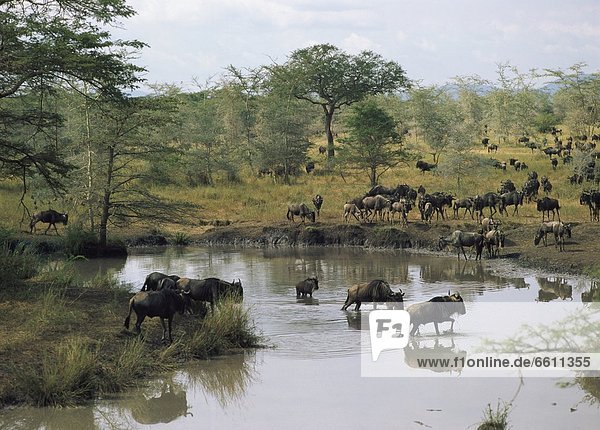 Serengeti Nationalpark  Gnu
