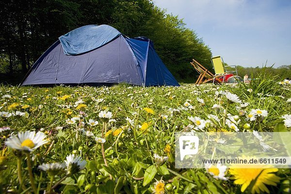 camping  Feld  Gänseblümchen  Bellis perennis  Löwenzahn  voll