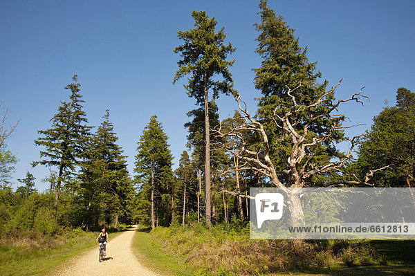 Cyclist following a cycle route around Brockenhurst  New Forest National Park