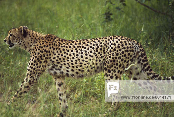 Cheetah stalking. Sabi sands South Africa.