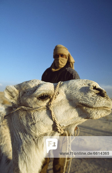 Ecke  Ecken  fahren  Stadt  Wüste  Sahara  Reise  Berber  Kamel  Douz