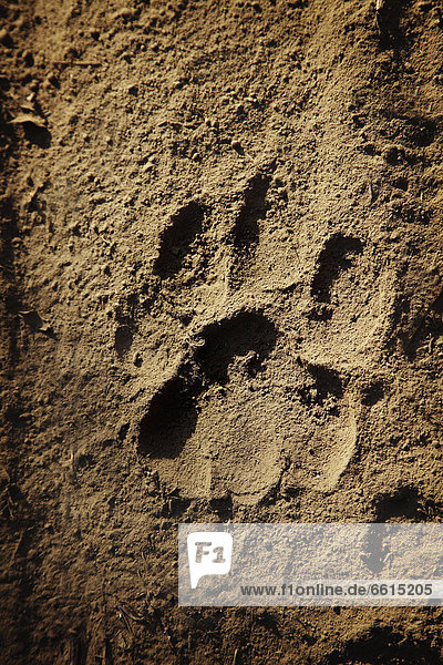Tigers Paw Print Ranthambore Park Rajasthan India © Andy Kerry / Axiom