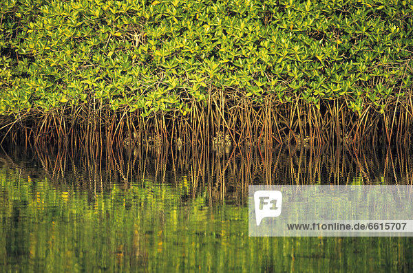 Mangroves Reflected In The Water At Black Turtle Cove  Santa Cruz Island  Galapagos Islands  Ecuador  © Guy Marks / Axiom