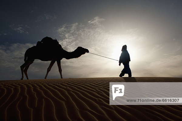 führen  Silhouette  Sand  Düne  Berber  Kamel  Abenddämmerung