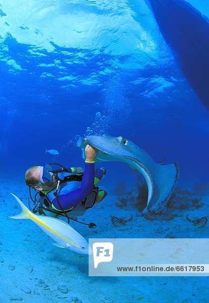 Scuba Diver On Ocean Floor With Sting Ray