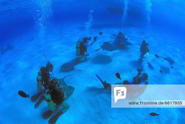Scuba Divers On Ocean Floor With Sting Rays