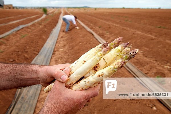 Asparagus growing field  Agricultural Investigation and Research  Agricultural fields  High Ribera  Arga-Aragon Ribera  Navarre  Spain