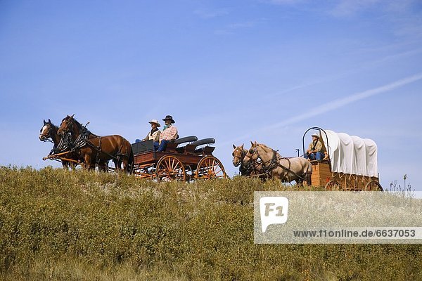 Cowboys Sitting In Chuck Wagons