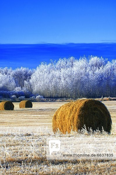 Frosty Hay Bales