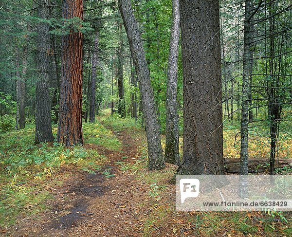 Vereinigte Staaten von Amerika  USA  Biegung  Biegungen  Kurve  Kurven  gewölbt  Bogen  gebogen  folgen  Wald  Bandelier National Monument  Schlucht  New Mexico