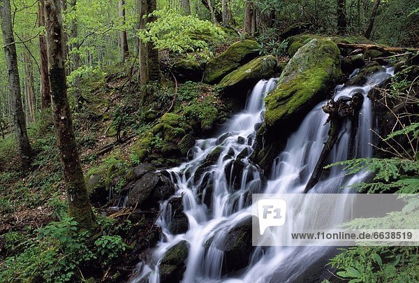 Vereinigte Staaten von Amerika  USA  Great Smoky Mountains Nationalpark  Tennessee