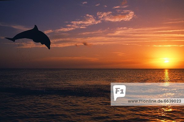 Delphin  Delphinus delphis  springen  Sonnenuntergang  Silhouette  über  Ozean  Großer Tümmler  Große  Tursiops truncatus  Karibisches Meer  Dalbe