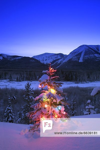 Weihnachtsbaum  Tannenbaum  Rocky Mountains  Kanada