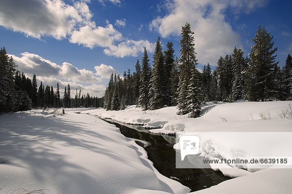 Winter Stream