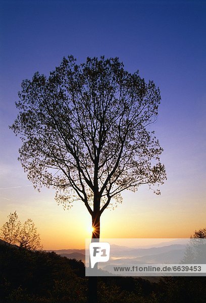 Baum  Silhouette  Sonnenaufgang